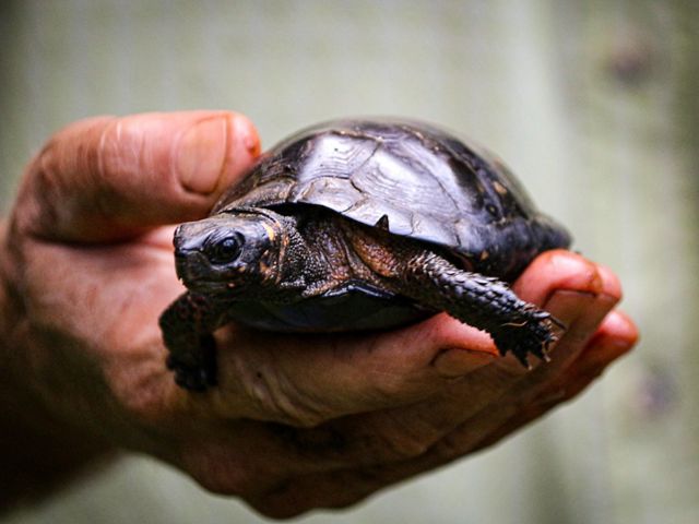 A dark brown turtle with an orange stripe on its neck is held in an outstretched hand.