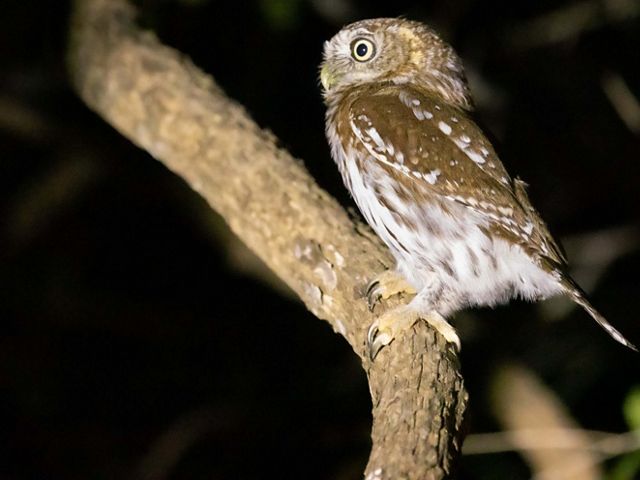 A small owl on a branch