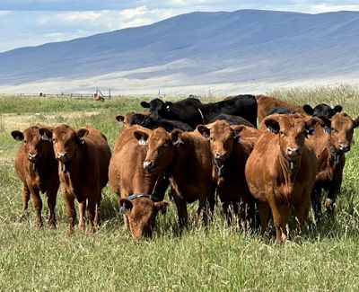 A group of about a dozen brown and black cattle stand in a grassy field during daylight with mountains in the distance.