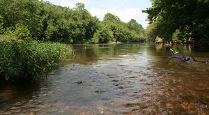 A person wearing a wetsuits floats face down in the shallow Clinch River looking for freshwater mussels. The wide river curves curves away in the distance between trees.