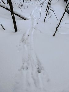 Deer tracks are visible in a thick layer of snow.