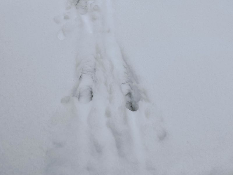 Deer tracks are visible in a thick layer of snow.