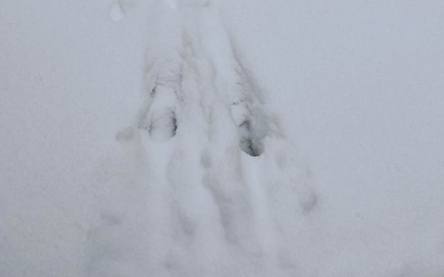 Deer tracks are visible in a thick layer of snow.