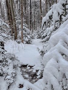 A view of a forest covered in snow.