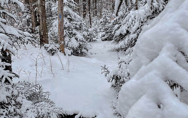 A view of a forest covered in snow.