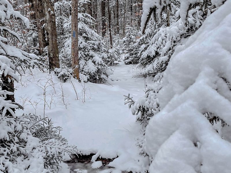 A view of a forest covered in snow.