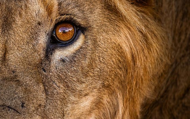 A close-up of a lion