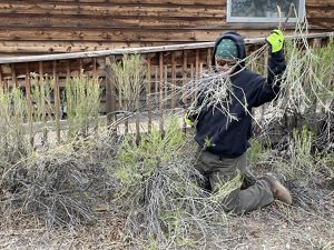 A man kneels in on the ground to remove dry brush.
