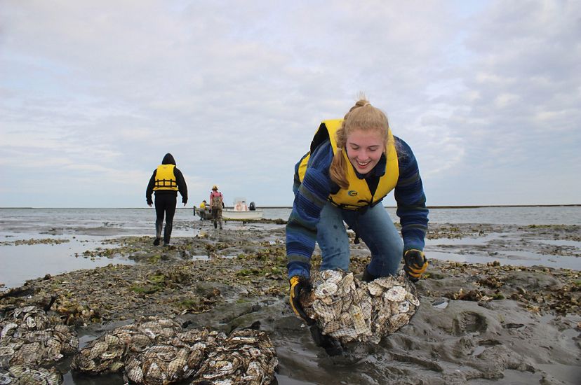 A woman places a mesh bag of oyster shells on a reef at low tide.