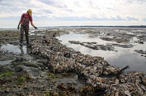 Marine Habitat Restoration In Virginia | The Nature Conservancy