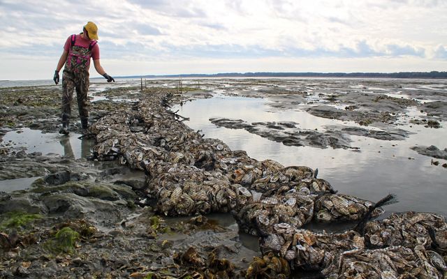 A woman walks along a double row of oyster shells collected in black nylon bags. The bags are laid out to form a new reef. Large pools of water reflect the sky at low tide.