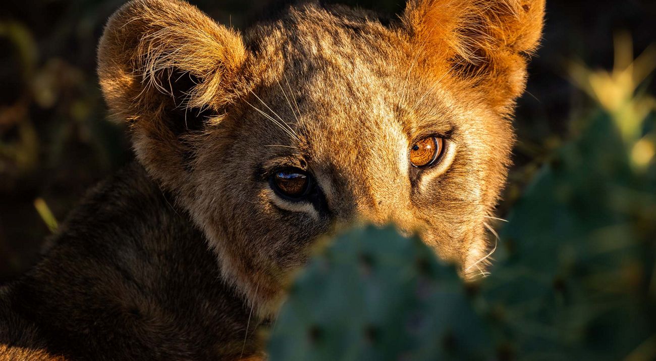 A lion cub peeking from behind a cactus
