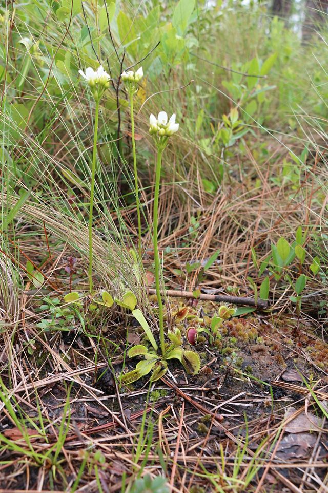 A Venus flytrap with a white flower on a long stalk.