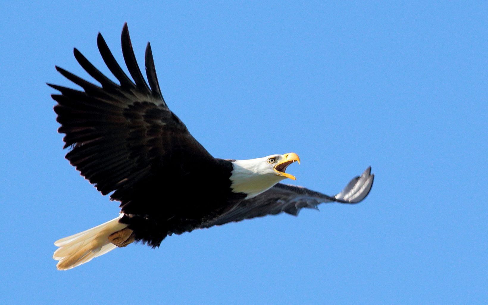 An eagle soars above Ball Creek Preserve in North Idaho