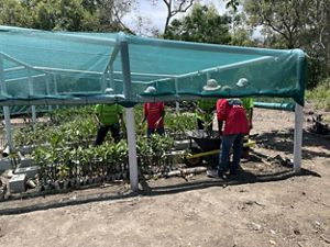 Five men stand under a tarp covered greenhouse tending mangrove seedlings.