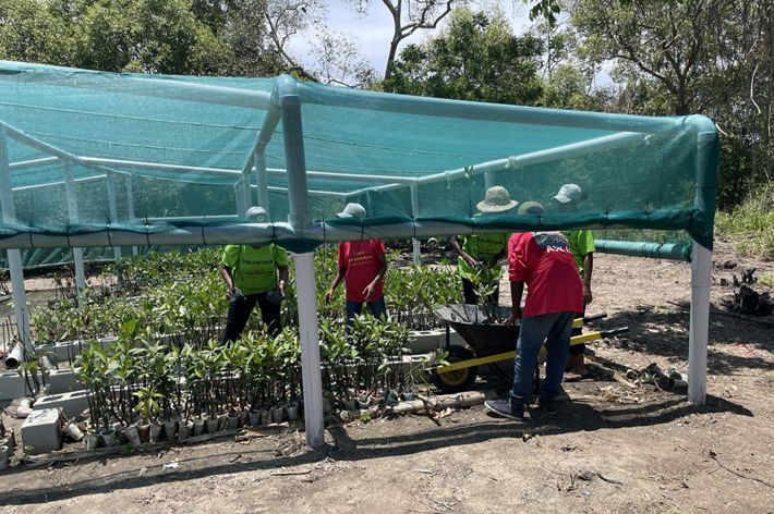 Five men stand under a tarp covered greenhouse tending mangrove seedlings.