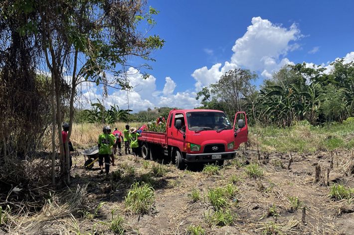 A group of men unload mangrove tree saplings for planting in an open area of forest.