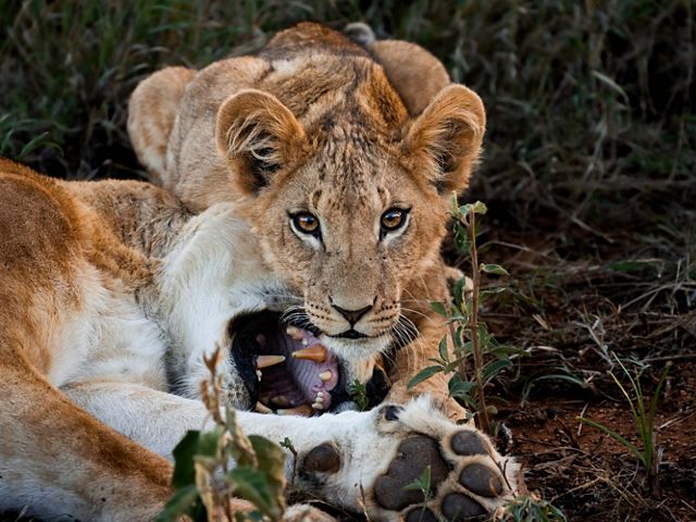 A lion cub playing with an adult lion