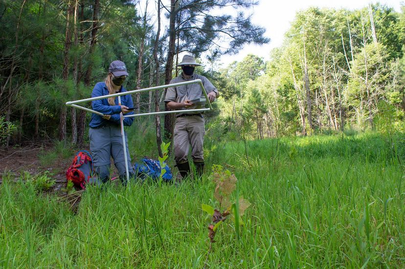 A man and a woman use plastic tubing to map out an inventory plot as a wetlands restoration site. They a standing in tall grass in a spot shaded by trees.