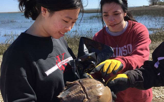 Two women examine the shell of a horseshoe crab.