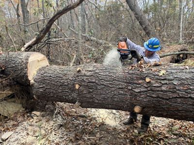 A man cutting down a large tree with a chain saw.
