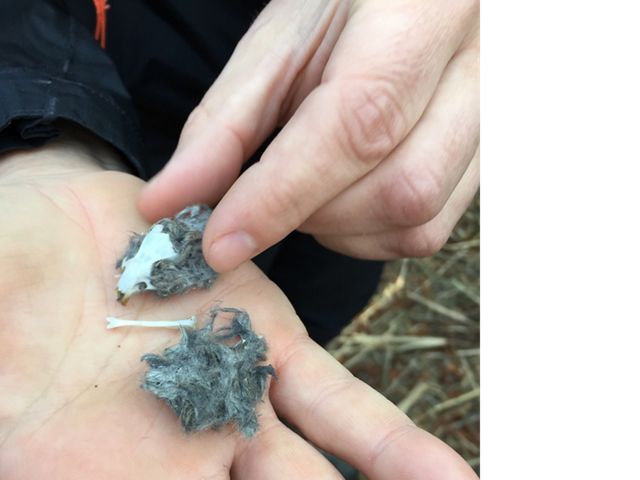 Small animal bones found in an owl pellet