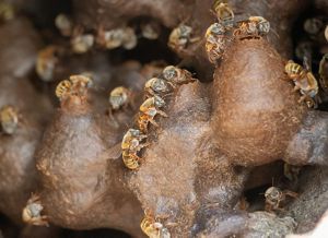 Abeja polinizando una flor en Yucatán, México. 