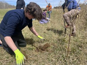 A TNC volunteer harvesting native river cane from the soil.
