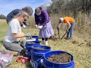 Volunteers harvesting rhizomes. 