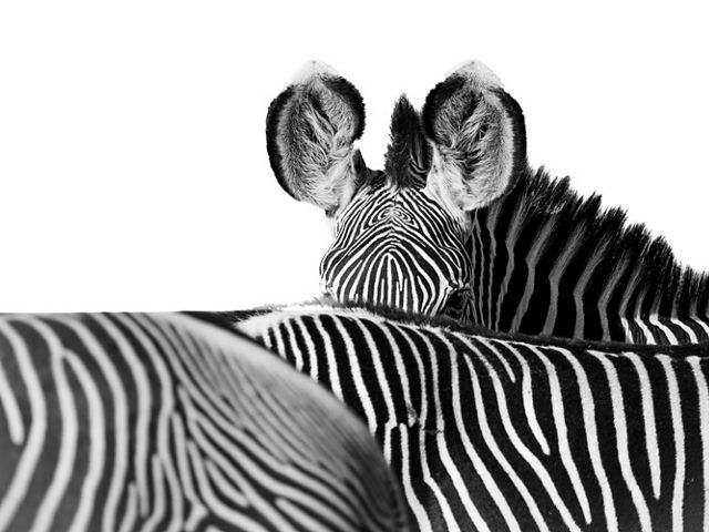 Grevy's zebra at Loisaba Conservancy, Kenya.