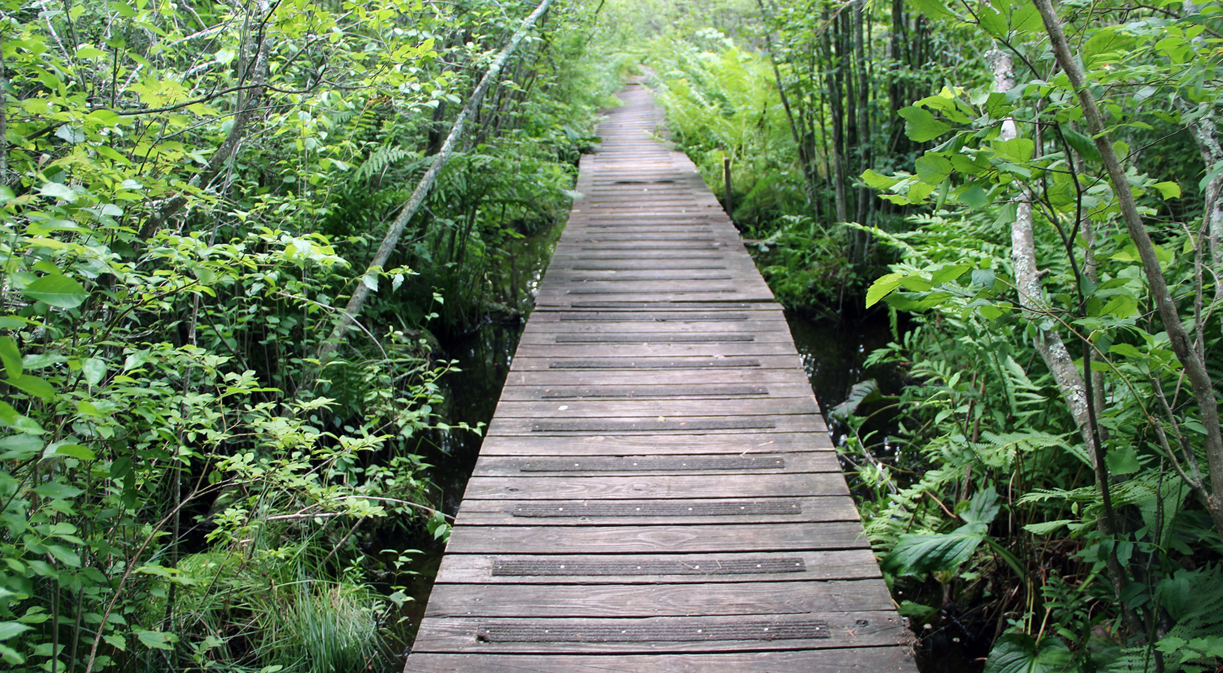 A wooden boardwalk runs through a lush green forest. 