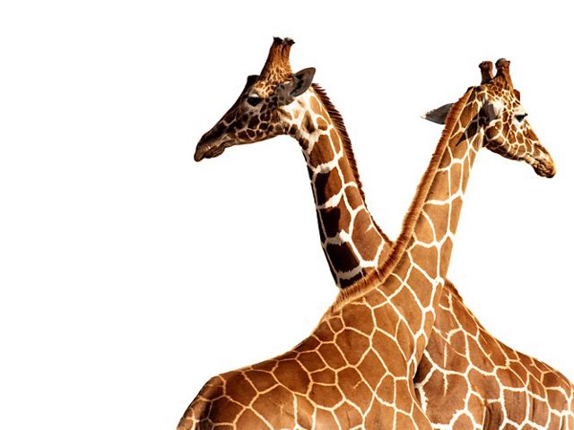two giraffes looking different ways