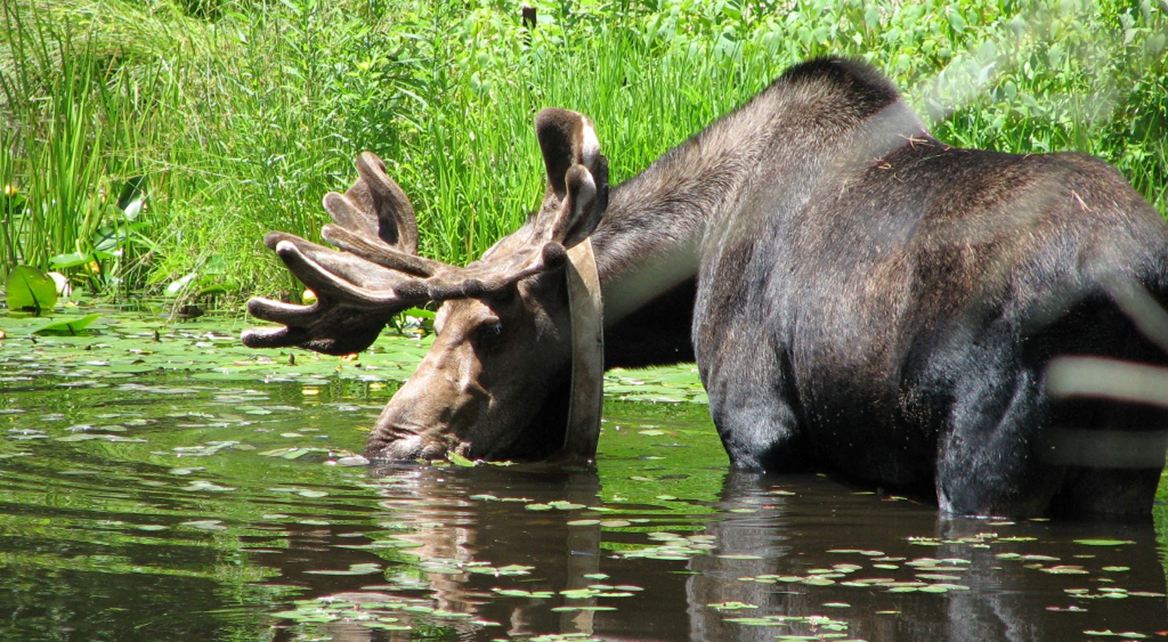 An adult male moose drinks water in a pond in Massachusetts.