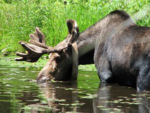 A moose grazing in grass.