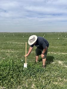 Measuring vegetation height at Capinero Creek.