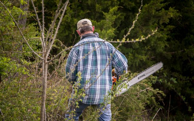 A man in plaid carefully removes encroaching cedar trees.
