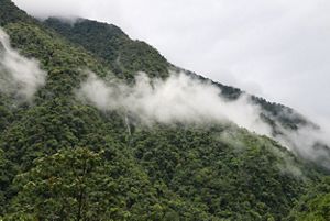 Fog settles among trees on a densely forested mountain.
