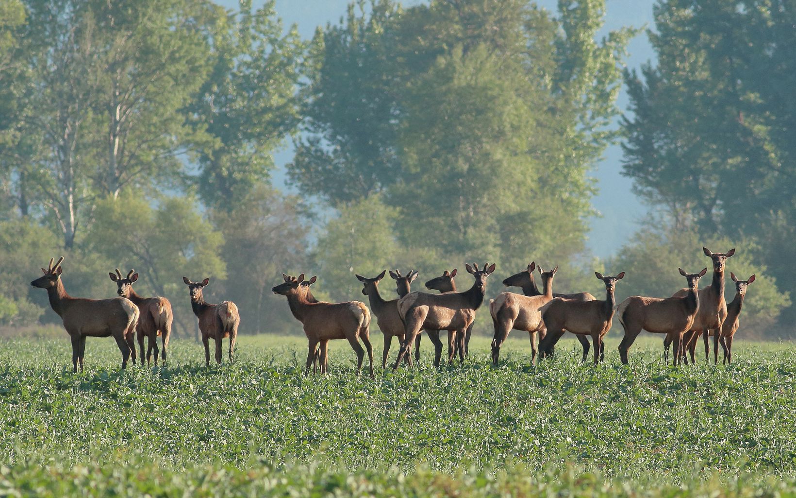 Elk herd gathered in a field at Ball Creek