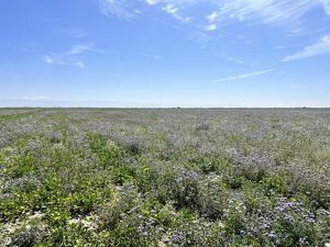Spring wildflowers in bloom on Capinero Creek.