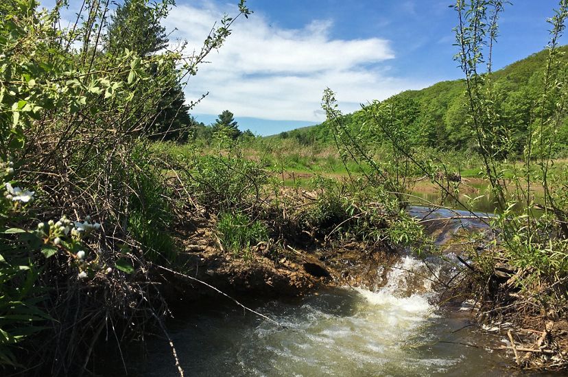 Water rushes over a low earthen dam into a beaver pond. A tall mountain ridge is in the background.