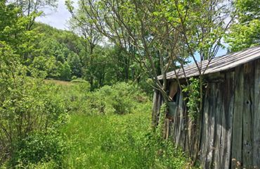 Tree branches poke through the windows of an old outbuilding. The wooden structure is unpainted. The boards are gray with age.