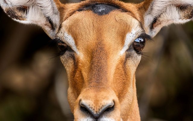 An antelope looking at the camera