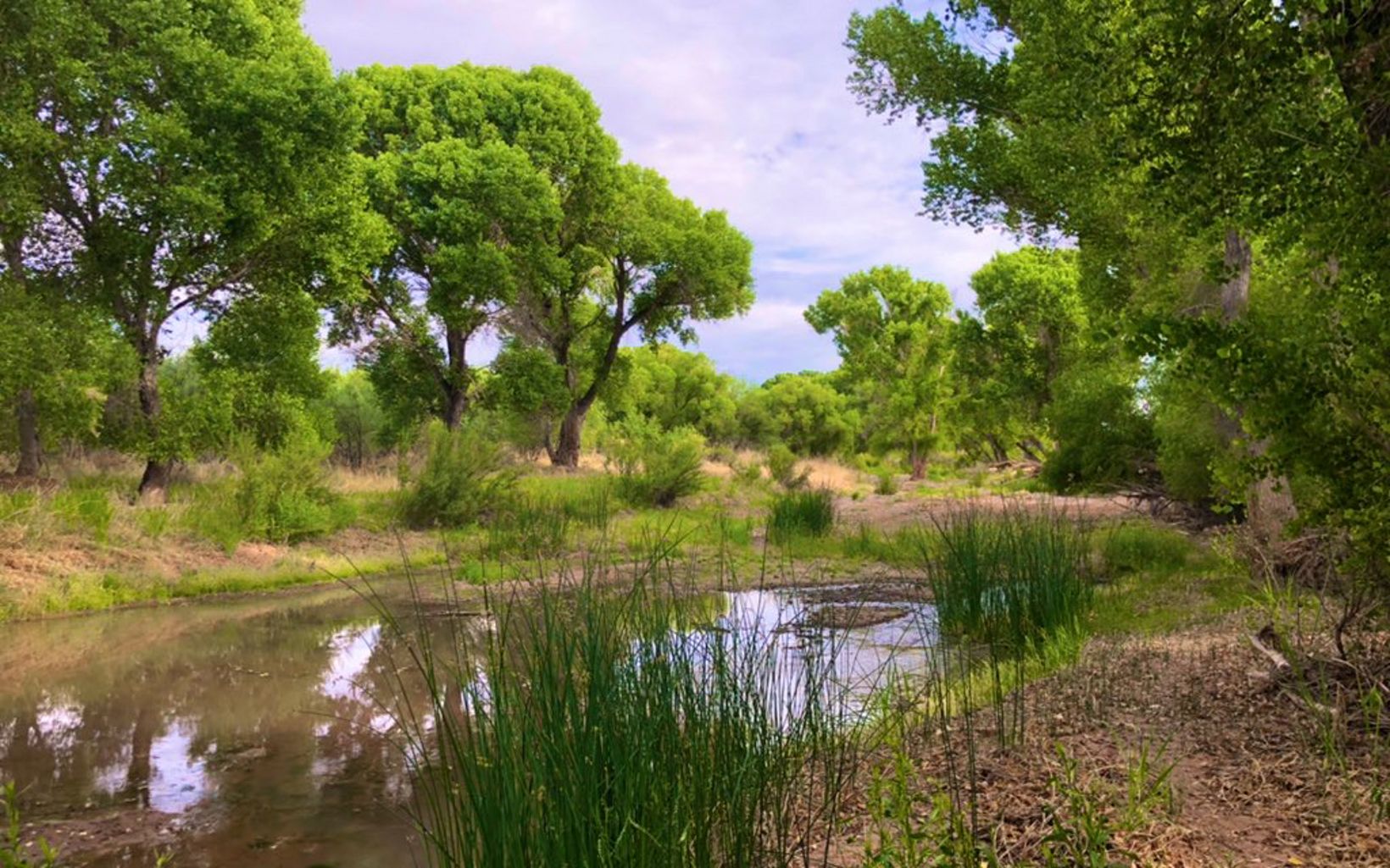 Lush cottonwood trees stand along a river.