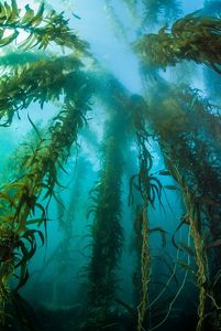 View looking up toward the tops of a tall kelp forest.