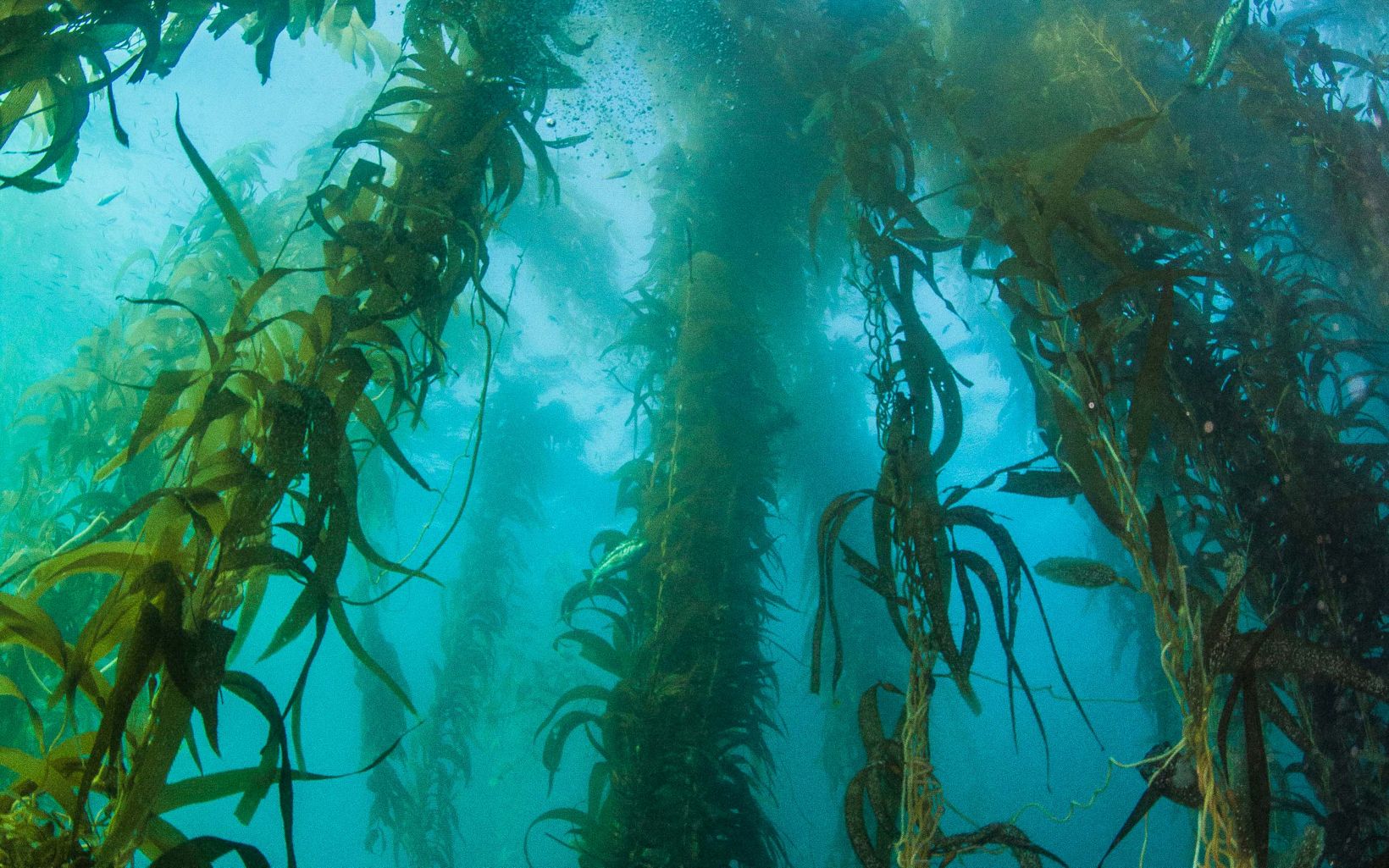 Underwater photo of tall kelp plants extending towards the water's surface.