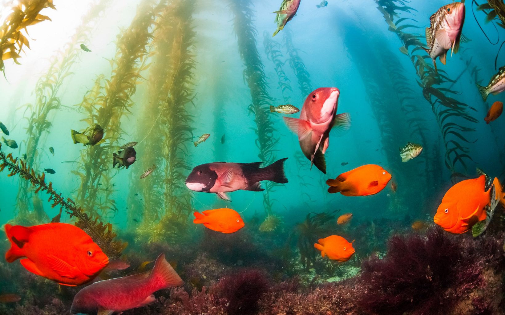 Orange, red and silver fish swimming near the sea floor among tall kelp plants.