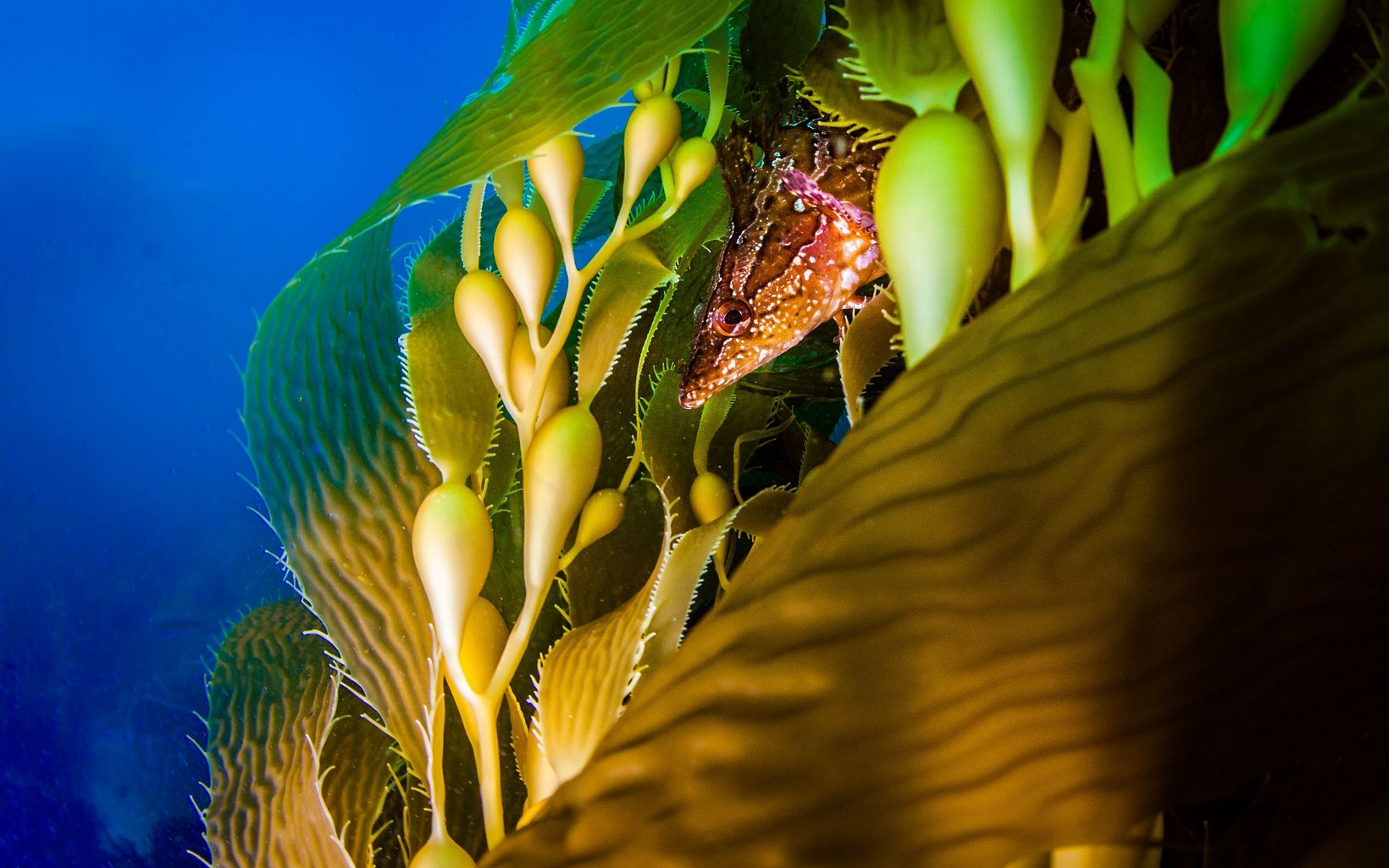 Closeup of a fish peeking out from between kelp fronds.
