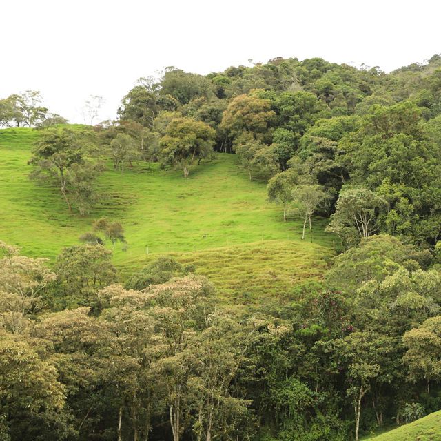 Una finca divide el área de bosque conservado y el área de pastoreo con árboles dispersos.