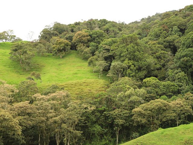 Las Soluciones Basadas en Naturaleza para la Mitigación del cambio climático representan un potencial de 53 % frente a las metas de la NDC de Colombia.