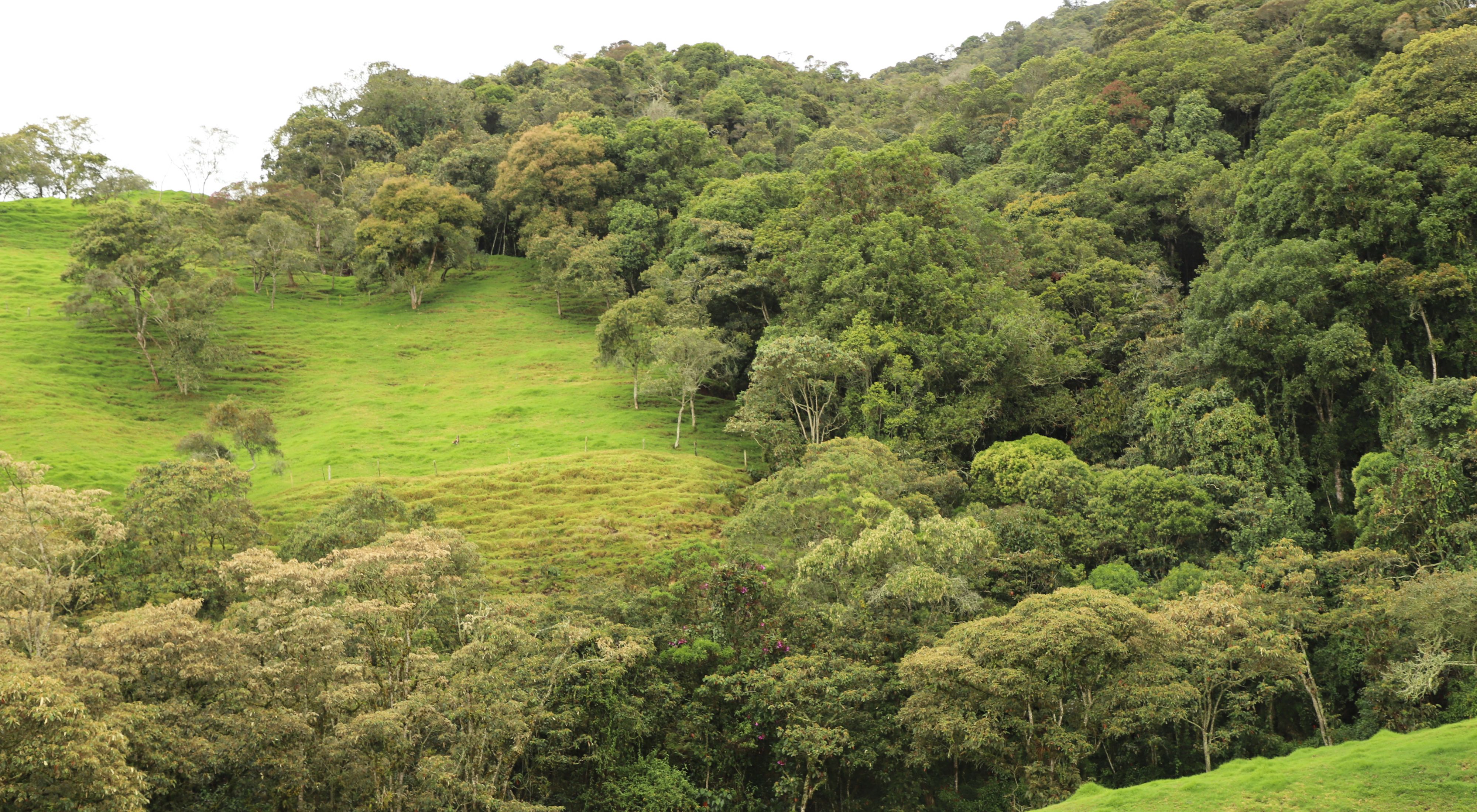A ranch clearly divides between a preserved forest and clean pastures.